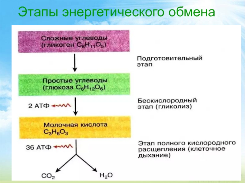 Энергетический обмен в организме этапы. Этапы энергетического обмена веществ таблица. Схема процессов энергетического обмена. Формула подготовительного этапа энергетического обмена. Этапы энергетического обмена гликолиз подготовительный.
