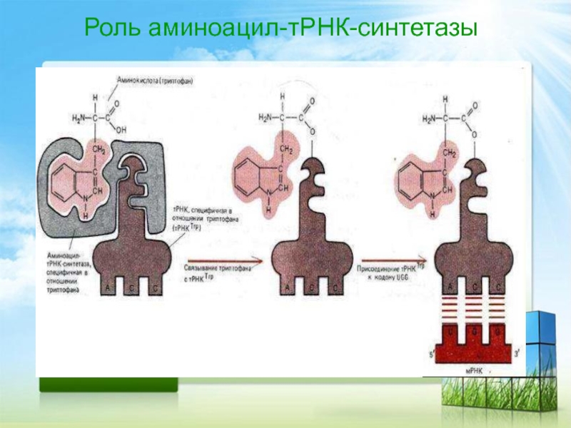 Схема образования аминоацил трнк