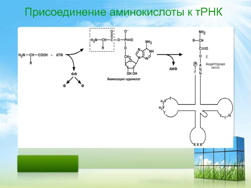 Аминокислота трансляция. Присоединение аминокислоты к 3′-концу ТРНК. Аминокислота присоединяется в ТРНК. Присоединение аминокислоты к ТРНК. ТРНК С аминокислотой.