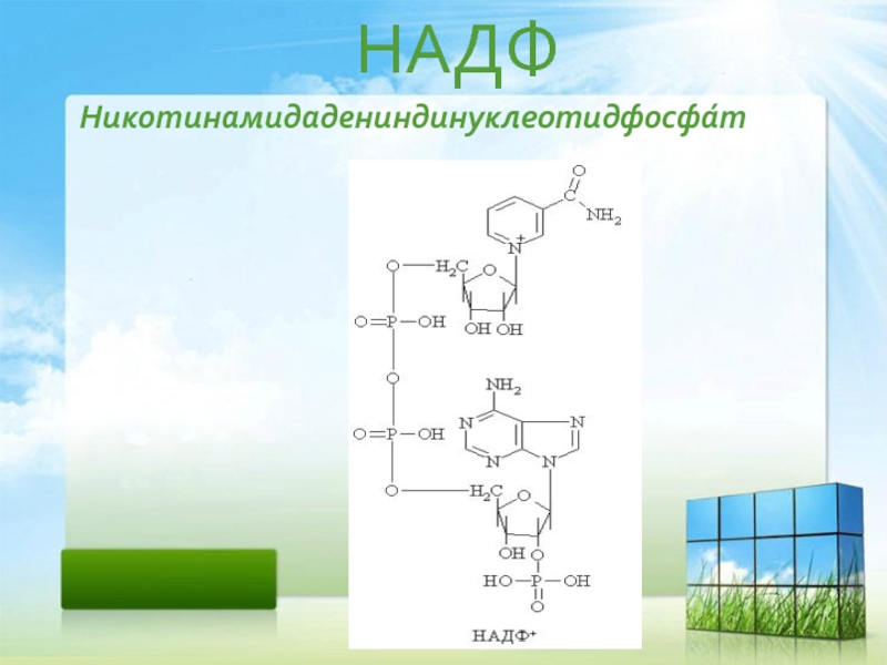 Молекула надф. НАДФ. Над и НАДФ биохимия. Никотинамидадениндинуклеотидфосфат. Никотинамидадениндинуклеотид фосфат.