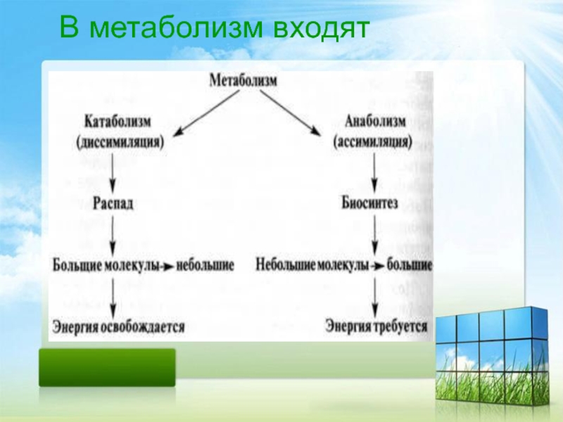 Метаболизм клетки. Метаболизм Дарвина.