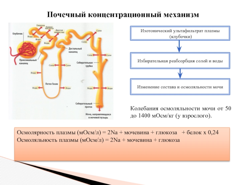 Интенсивное обратное всасывание из первичной мочи белков осуществляется стенкой