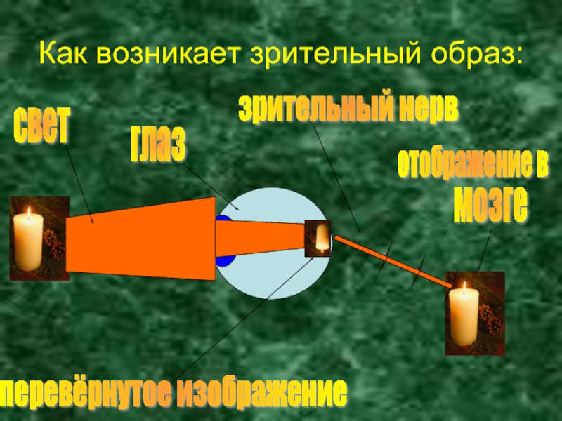 Инвертируй свет. Где возникает зрительный образ.