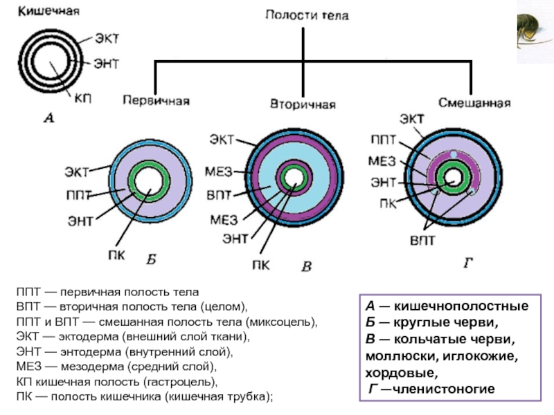 Вторичная полость тела рисунок