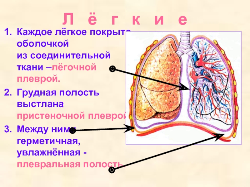 Какой цифрой на рисунке обозначена пристеночная плевра