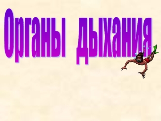 Органы   дыхания