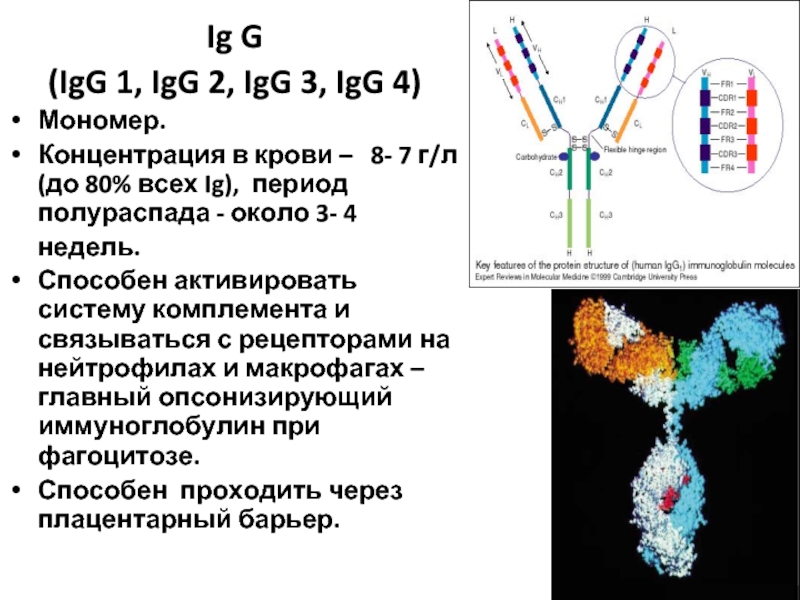 IGG. Подтипы IGG. Ig g.