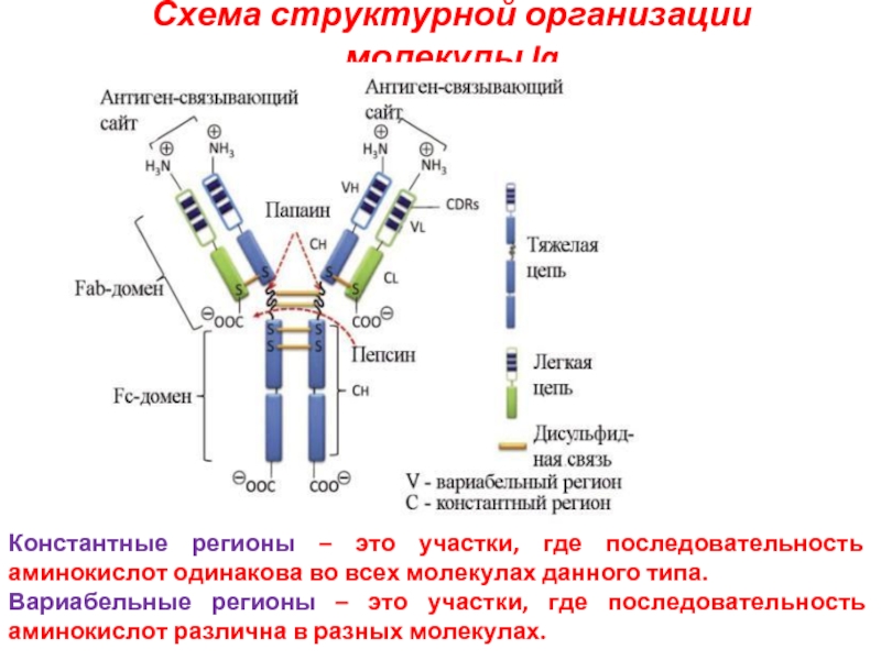 Молекулярная организация