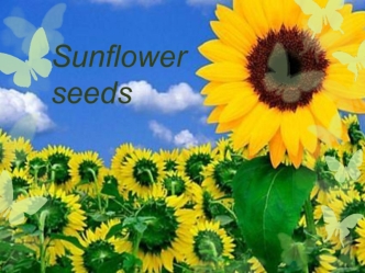 Sunflower seeds