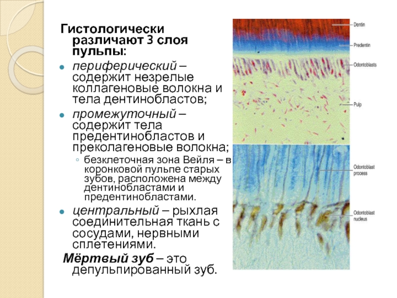 На рисунке рыхлая соединительная ткань зуба содержащая сосуды и нервы обозначена цифрой