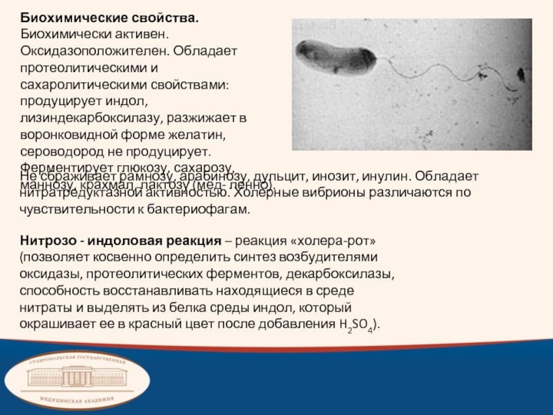 Грамм минус. Оксидазоположительные. Оксидазо положительные. Сахаролитическая активность вибрионов. Микробиология .оксидазоположительные бактерии.