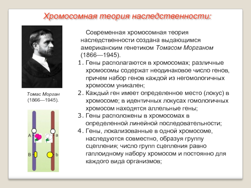 Презентация хромосомная теория наследственности закон моргана 10 класс