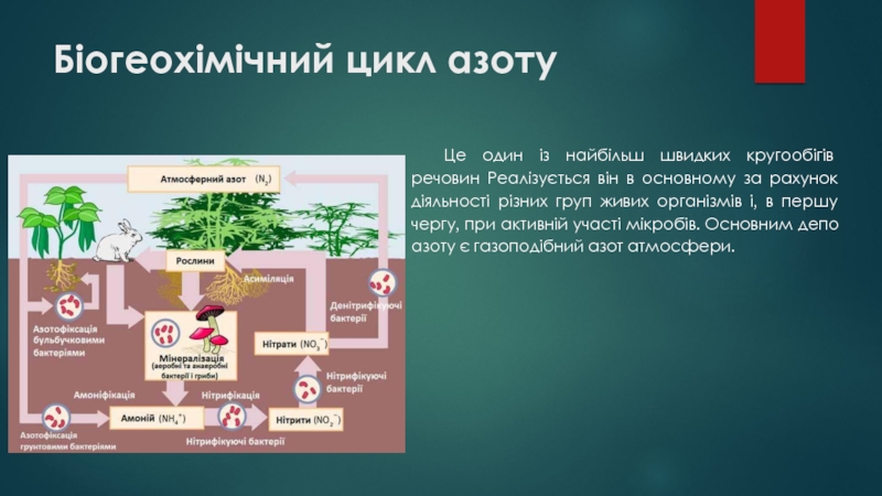 Контрольная работа: Біогеохімічні цикли структура загальна характеристика цикли вуглецю азоту кисню сірки