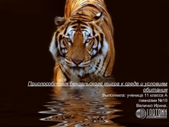 Приспособления бенгальского тигра к среде и условиям обитания 
Выполнила: ученица 11 класса А
гимназии №10
Величко Ирина.