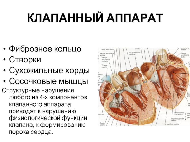 Рисунок клапанный аппарат сердца