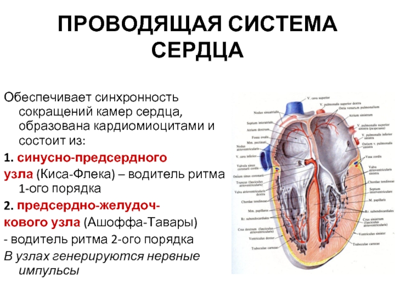 Водитель сердца. Проводящая система сердца синусно предсердный узел. Проводящая система сердца состоит из. Проводящая система сердца водители ритма. Проводящую систему сердца образуют.