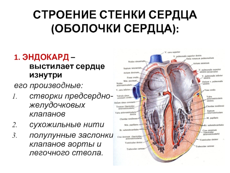 Схема строения стенки сердца