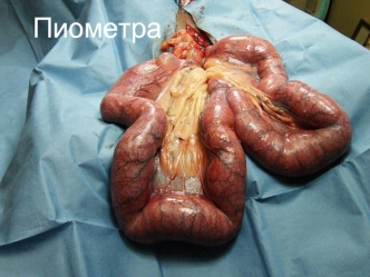 Пиометра. Диагностика