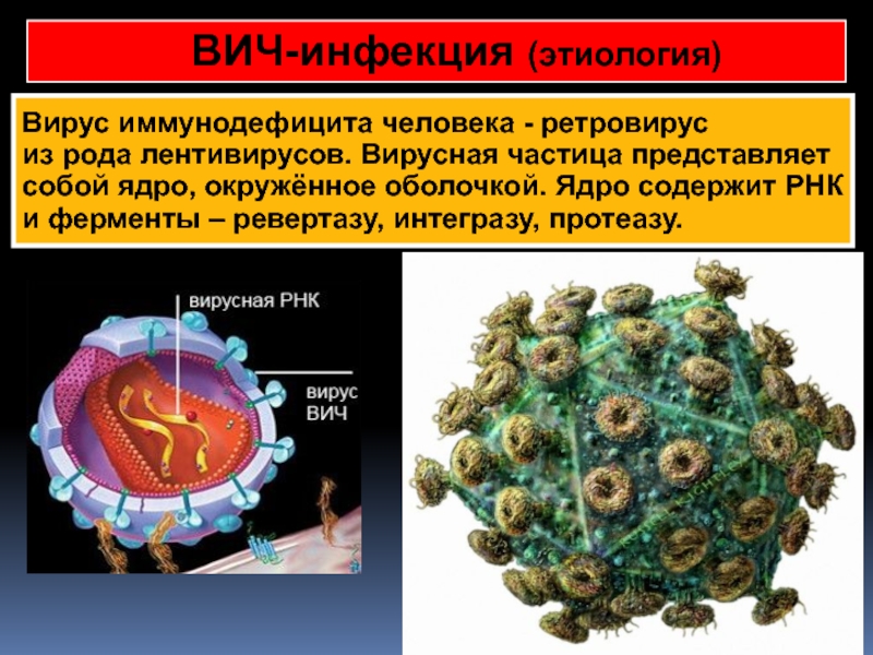 К рнк вирусам относятся вирусы. РНК вирусы ретровирусы. Ретровирус лентивирус. ВИЧ РНК вирус. Лентивирусов семейства ретровирусов.