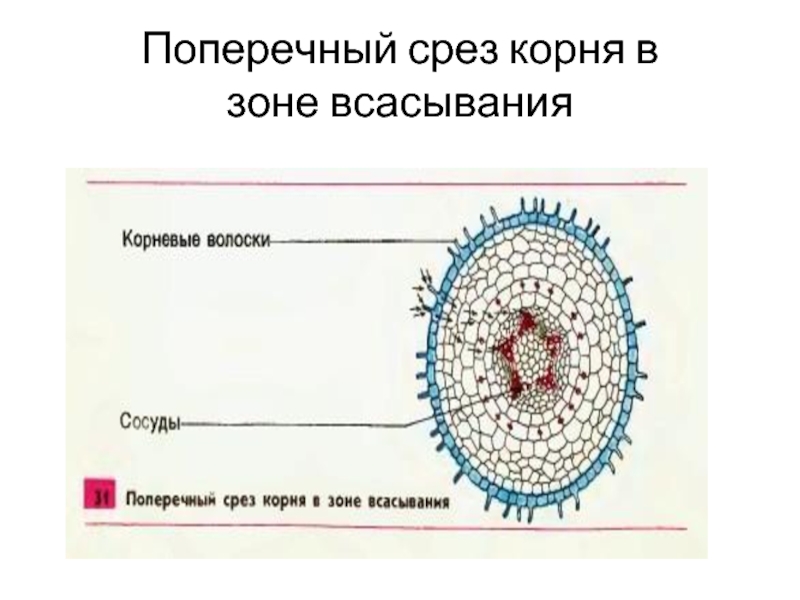 Срез корня. Срез корня в зоне всасывания. Поперечный срез корня в зоне всасывания. Поперечный срез зоны всасывания. Поперечный разрез корня в зоне всасывания.