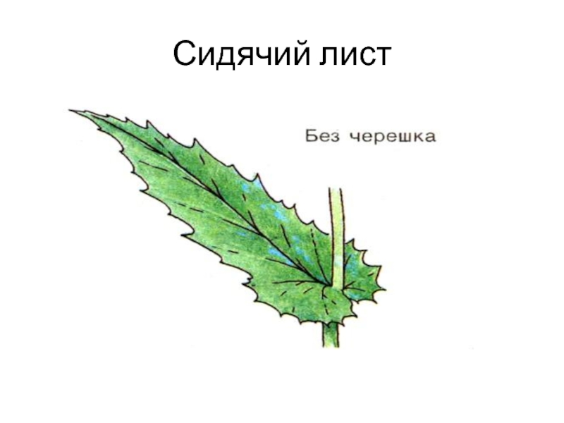 Черешковые и сидячие листья. Лист черешковый и безчерешковый. Черешковый и сидячий Тип листа. Листья с черешком и без черешка.