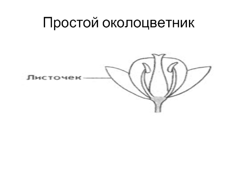 Двойной околоцветник рисунок. Цветок с простым околоцветником. Простой и сложный околоцветник. Простой околоцветник. Формула цветка с простым околоцветником.