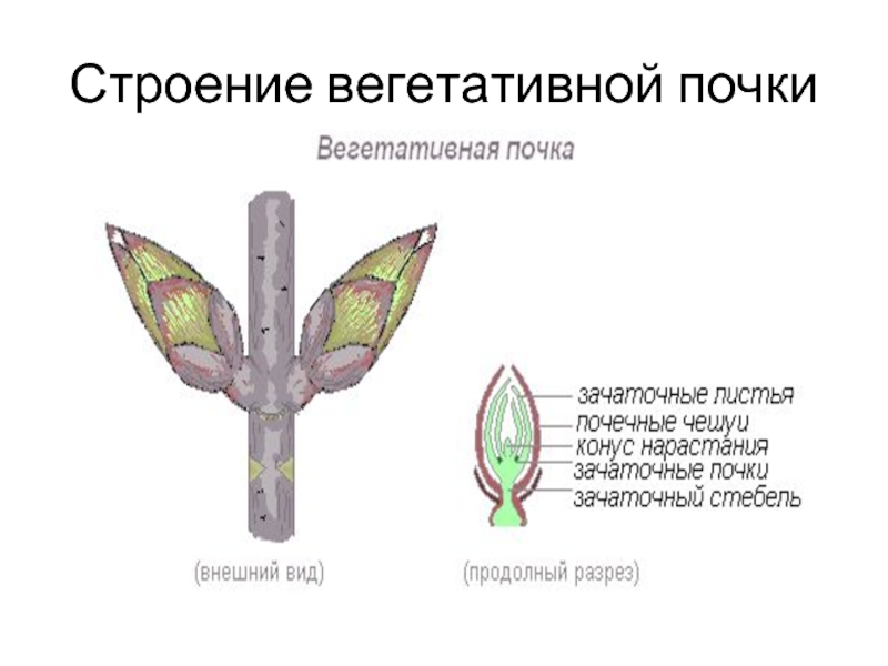 Функции вегетативной почки растений. Вегетативная почка конус нарастания. Зоны вегетативной почки перицикл прокамбий. Вегетативная почка 6 часов. Вегетативная почка березы разрезана вдоль.