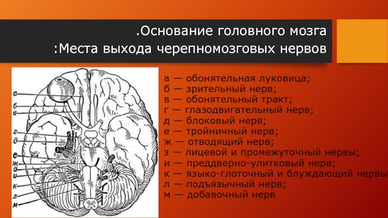 Реферат: Места выхода черепных нервов из мозга