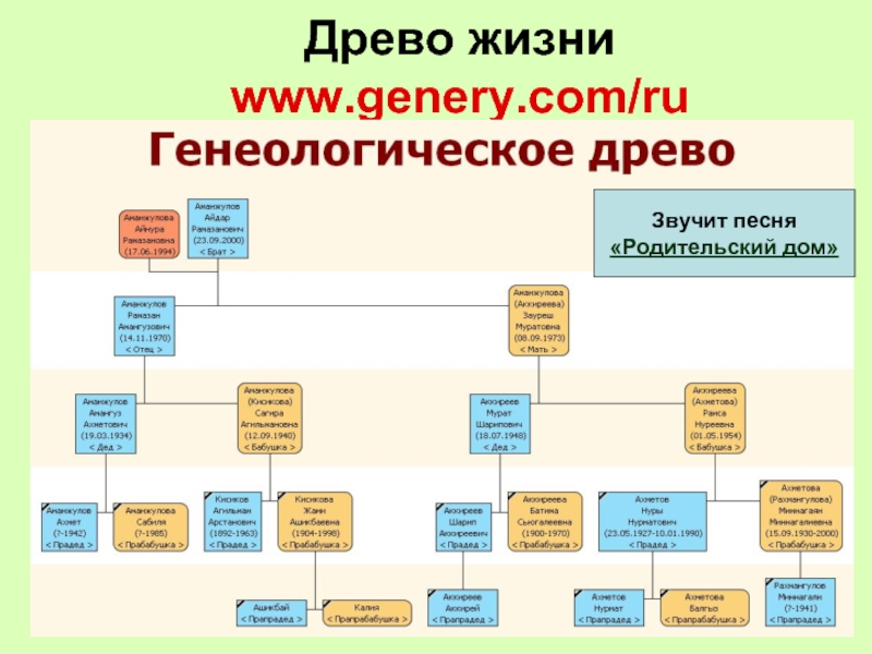 Жил программ. Древо жизни родословная. Древо жизни программа. Древо жизни программа генеалогическое Древо. Древо жизни — Genery.com.