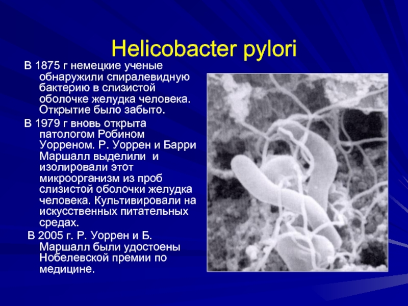 Bacteria helicobacter pylori que no comer