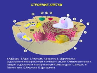 Лекция №11 РБ. Действие ионизирующего излучения на клетку, ткани и органы, тело человека