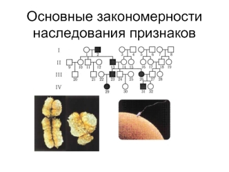 Основные закономерности наследования признаков