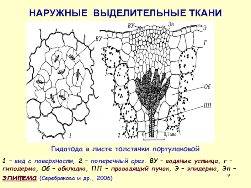 Выделительные ткани растений таблица