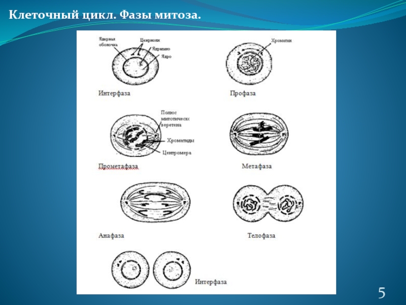 1 жизненный цикл клетки митоз. Клеточный цикл митоз фазы клеточного цикла. Фазы клеточного цикла митоза. Жизненные циклы клетки митоз фазы. Этапы клеточного цикла митоз.