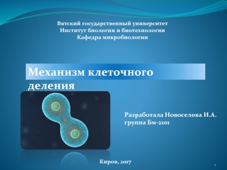 Митоз и мейоз клетки