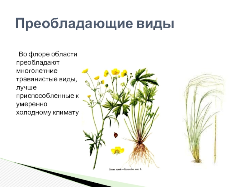 Презентация лекарственные растения саратовской области