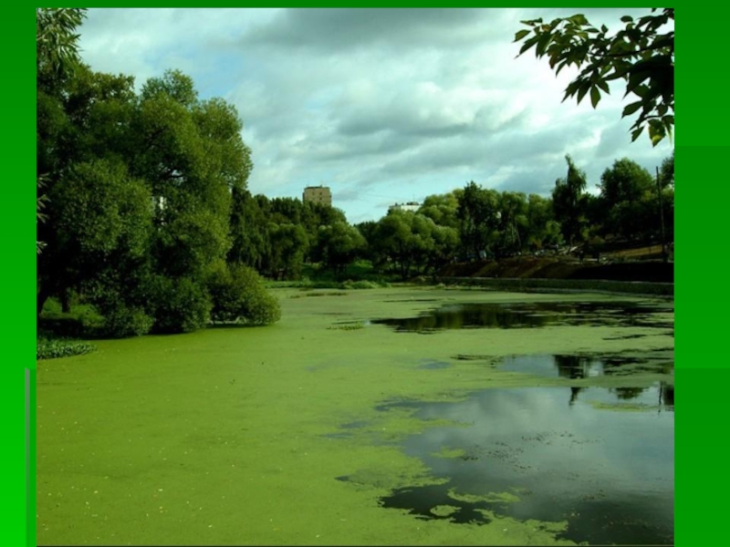 Затянулся пруд. Пруд затянутый зеленой ряской. Пруд заросший ряской. Ряска на озере. Ряска в водоеме.