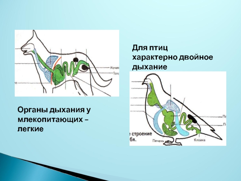 Закончите схемы система органов дыхания птиц