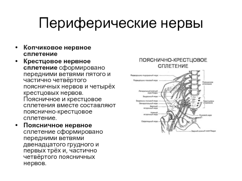 Половой нерв у мужчин симптомы. Пояснично-крестцовое сплетение схема. Нервы крестцового сплетения. Копчиковое нервное сплетение. Крестцовое нервное сплетение.