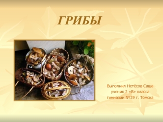 ГРИБЫ