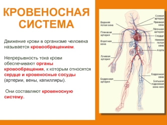 Кровеносная система