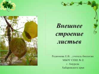 Внешнее строение листьев