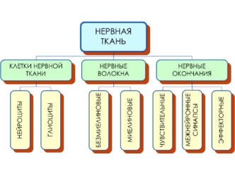 Схема развития нервной ткани и её производных