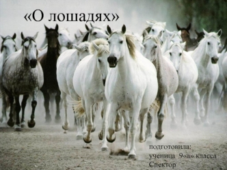 О лошадях