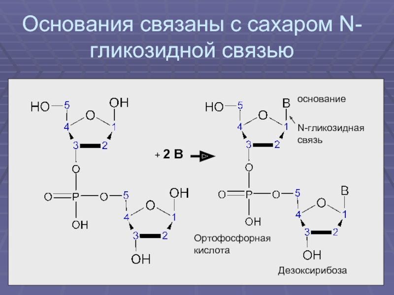 1 1 гликозидной связью. 1,4 Α-гликозидная связь. Бета 1 3 гликозидная связь. Α-1,4-гликозидные связи. Нуклеозид n-гликозидная связь.