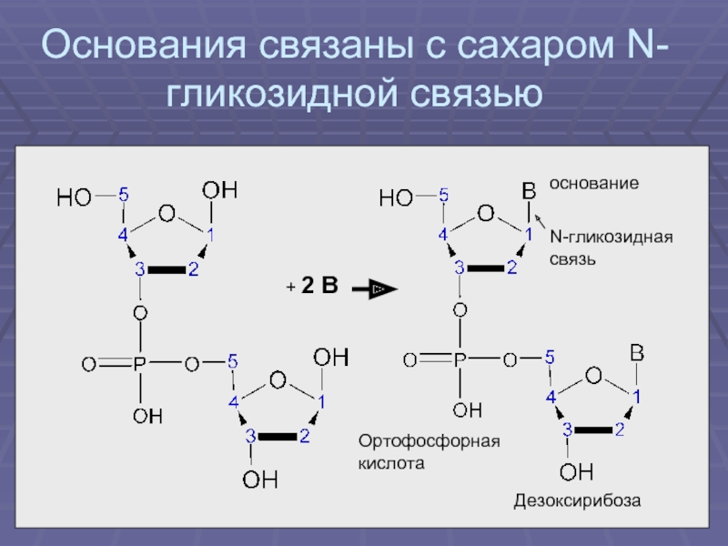 Дезоксирибоза в составе нуклеотида. 1,4 Α-гликозидная связь. Α-1,4-гликозидные связи. Нуклеозид n-гликозидная связь. Бета 1 4 гликозидная связь.