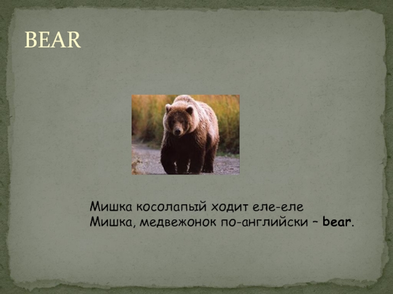 Как на английском будет медведь