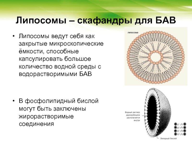 Липосомы. Строение липосомы. Многослойные липосомы. Липосомы классификация. Виды липосом.