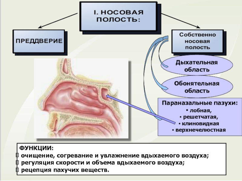 Реферат: Литература - Гистология дыхательная система