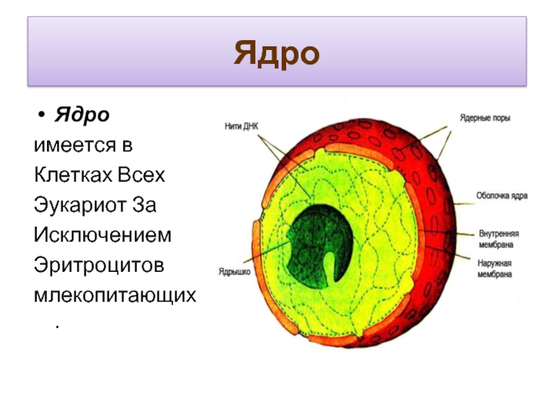 Рисунок ядра